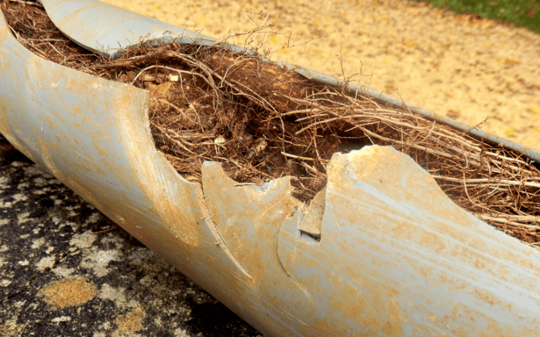 tree root cloggin sewer line